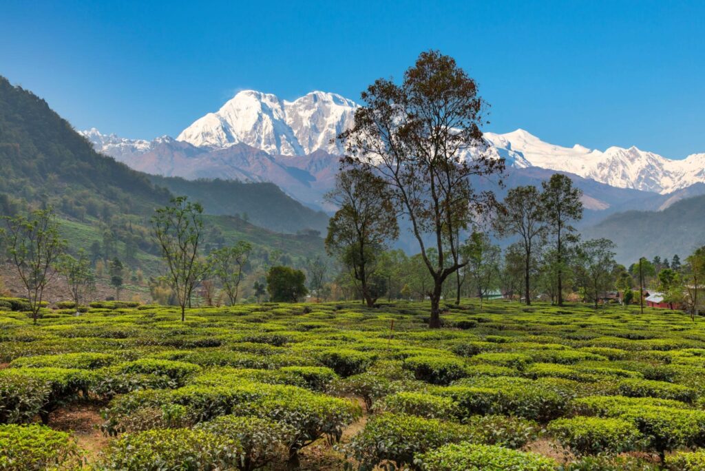 darjeeling