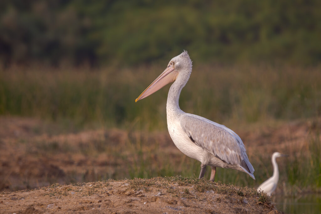 gujarat bajanabird7
